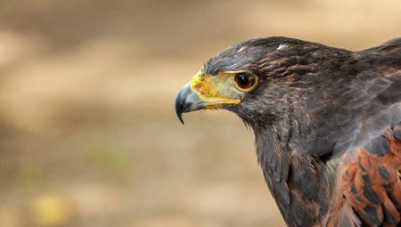 Şahinler Dron Casuslara Karşı  – BSHA